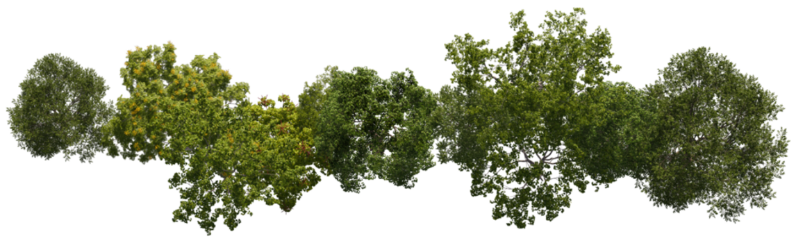 tree top view cut out png 