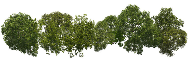tree top view cut out png 