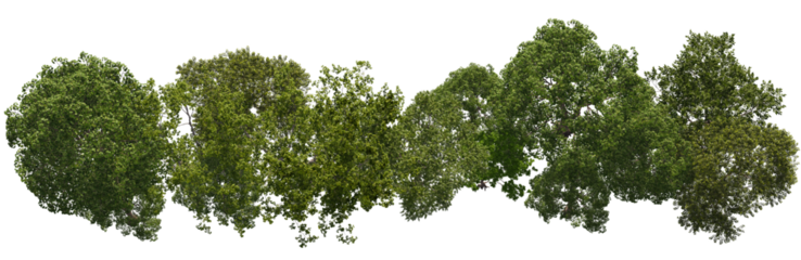 tree top view cut out png 
