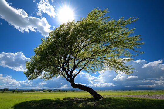 Willow tree in the midst of a summer storm, its branches bending dramatically in the wind, showing the tree's resilience against the elements