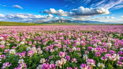 Panoramic view of Mongolian milkvetch field