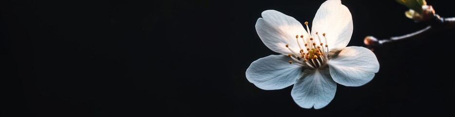 A delicate white flower against a dark background, highlighting its beauty and detail.