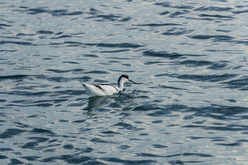 Avocet Swimming Gracefully on Calm Waters