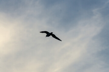 Silhouette of a Bird in Flight Against Blue Sky and Clouds