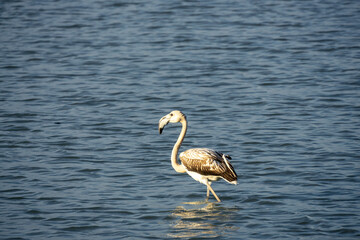Solitary Flamingo Standing in Calm Blue Water at Sunset
