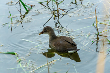 Young Moorhen Swimming in Tranquil Freshwater Habitat