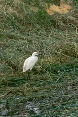 Elegant White Egret Standing Amidst Green Marshland Landscape