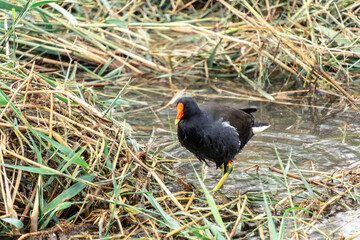 Colorful Bird Foraging in Marshy Wetlands Habitat
