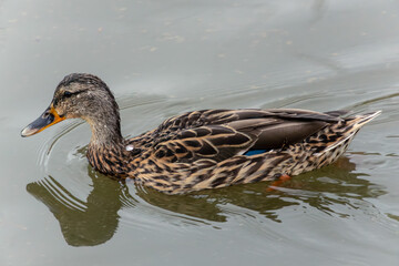 Close-Up of a Mallard Duck Swimming in a Serene Pond