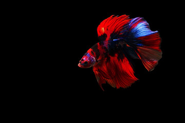 Fancy Betta fish, Betta fish, siamese fighting fish isolated on black background