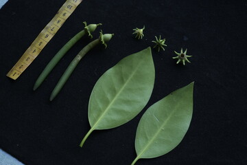 leaves from mangrove trees in West Kalimantan