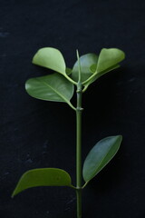 leaves from mangrove trees in West Kalimantan