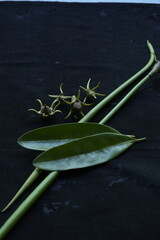 Kandelia candel flower which is a rare mangrove flower