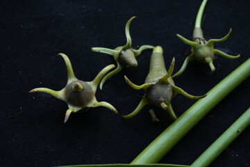 Kandelia candel flower which is a rare mangrove flower
