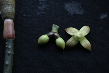 Kandelia candel flower which is a rare mangrove flower