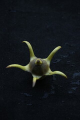 Kandelia candel flower which is a rare mangrove flower