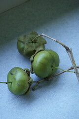 fruit that proboscis monkeys eat