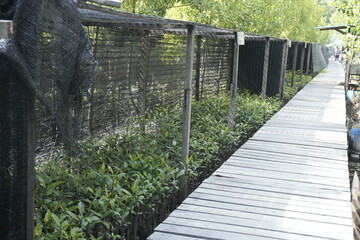 conservation of mangrove tree cultivation