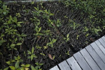 mangrove trees in the park