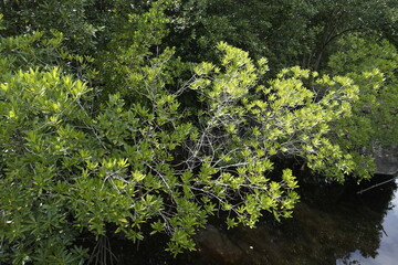 mangrove trees on the water