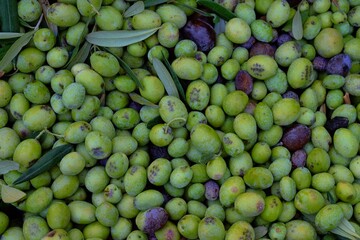 Olive harvest in spring time