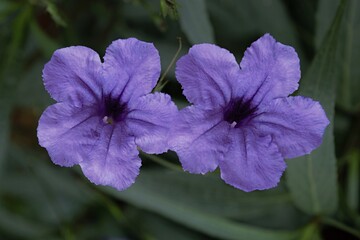 Purple Petunia flowers in the garden.