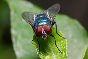 Macro photo of Lucilia sericata is the common green bottle fly standing on the leaf