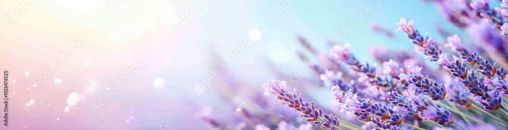 Poster A serene lavender field with soft colors and light, evoking tranquility and beauty.