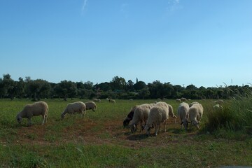 Sheep are grazing.