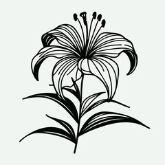 Obraz premium lilies sketch, lily flower illustration outline of a flower black and white line art, lineart set of contour flower, line art of flowers, leaves