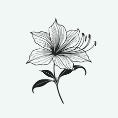 lilies sketch, lily flower
illustration outline of a flower
black and white line art, lineart
set of contour flower, line art of flowers, leaves