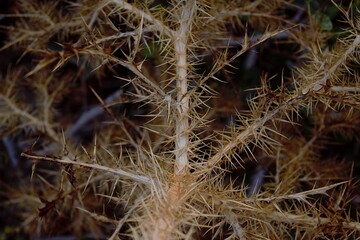 Thorny and dried plant.