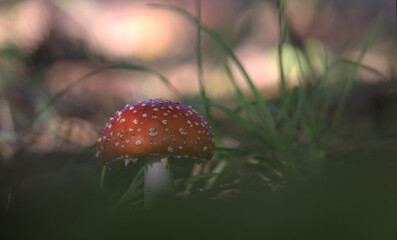 muchomor grzyb © Marek Polak