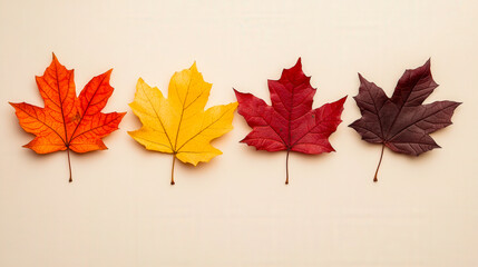 Isolate autumn leaves on a beige background 