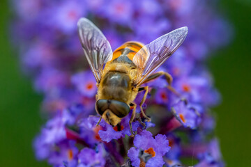 Bee Mimicking Hoverfly on purple salvia