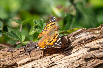 Painted Lady Vanessa cardui butterfly