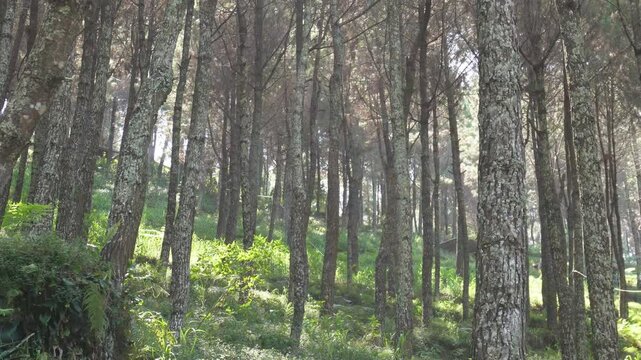 Lembang, West Java, Indonesia. September 19, 2024: The atmosphere of forest at Mount Putri Lembang in the morning