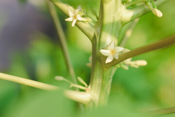 Papaya flowers on a natural papaya tree