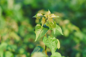 Fresh green leaves shine in the garden.