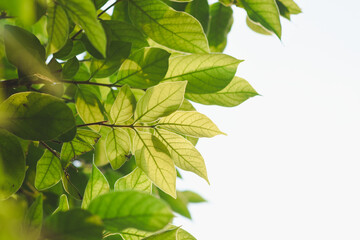 Fresh green leaves shine in the garden.