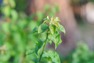Fresh green leaves shine in the garden.