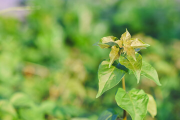 Fresh green leaves shine in the garden.