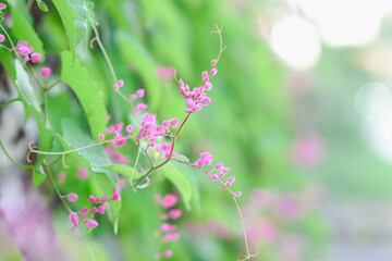 Pink Leptopus antigonon flowers in the garden
