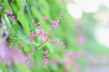 Pink Leptopus antigonon flowers in the garden