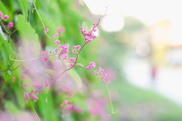 Pink Leptopus antigonon flowers in the garden