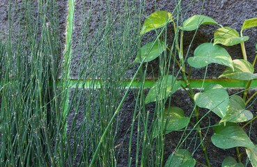 A contrasting view of green plants growing against a textured wall, showcasing the beauty of nature intertwined with urban settings