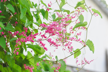 Pink Leptopus antigonon flowers in the garden