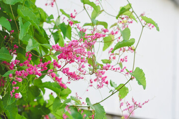 Pink Leptopus antigonon flowers in the garden