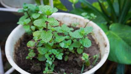 A lush mint plant thriving in a white pot, showcasing vibrant green leaves that evoke freshness and vitality