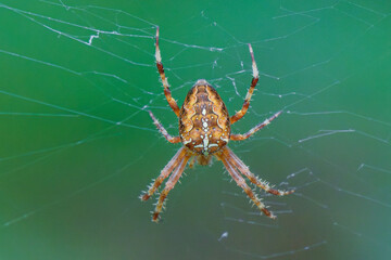 Closeup of a Spider on a vibrant Green Background, highlighting its unique features